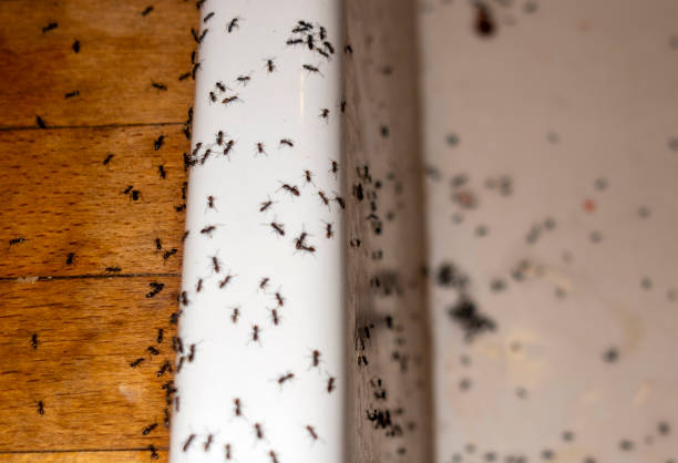 Best Flea Control Services  in Okeechobee, FL