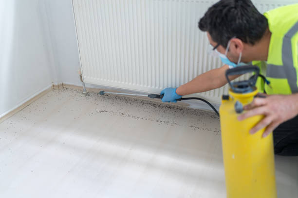 Best Termite Control Services  in Okeechobee, FL