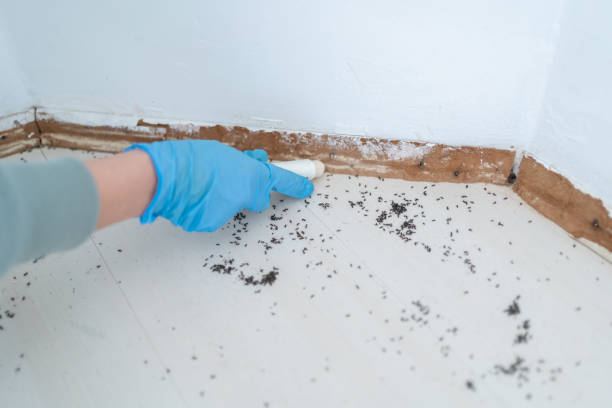 Best Pest Removal Services  in Okeechobee, FL
